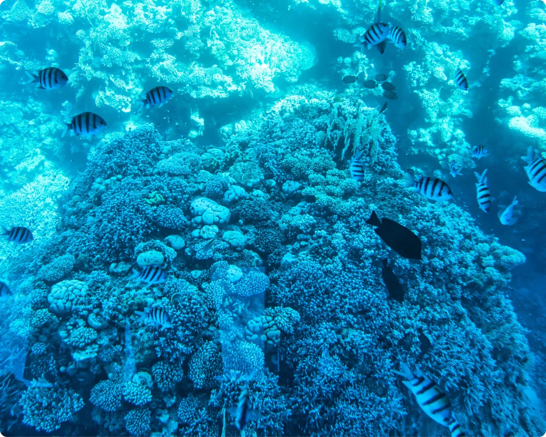 Sharm El Sheikh